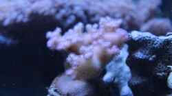 Pocillopora 09.2014