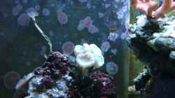 Caulastrea Oktober 2012