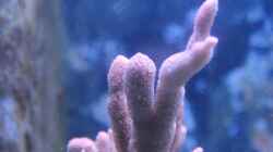 Montipora 09.2014