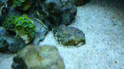 Acanthastrea November 2012