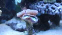 Caulastrea 09.2014