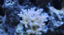 Pocillopora 09.2014