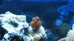 Pocillopora