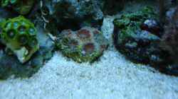 Acanthastrea