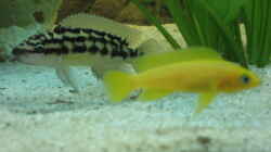 Julidochromis und Neolamprologus