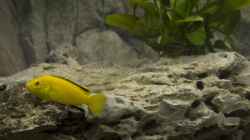 Besatz im Aquarium Becken 7349