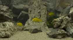 Labidochromis sp.Yellow / Gold