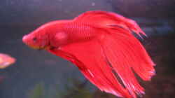 Betta splendens