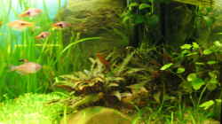 Aquarium Becken 7365