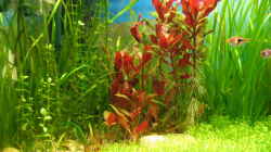 Aquarium Becken 7365