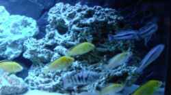 Meine Fische