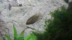 Besatz im Aquarium Becken 7427