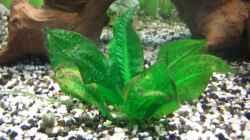 Pflanzen im Aquarium Becken 7427