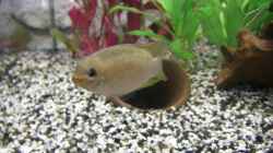 Besatz im Aquarium Becken 7427