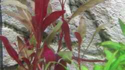 Pflanzen im Aquarium Becken 7427