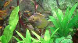 Besatz im Aquarium Becken 7427
