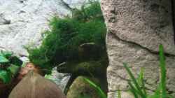 Dekoration im Aquarium Becken 7427