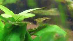 Besatz im Aquarium Becken 7442