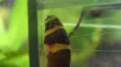 Besatz im Aquarium Becken 7442