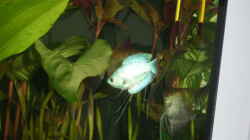 Besatz im Aquarium Becken 7551