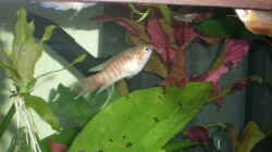 Besatz im Aquarium Becken 7551