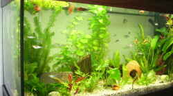 Aquarium Becken 7551