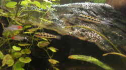 Besatz im Aquarium Becken 7566