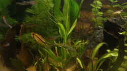 Besatz im Aquarium Becken 7566