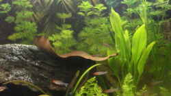 Besatz im Aquarium Becken 7566