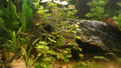 Besatz im Aquarium Becken 7566