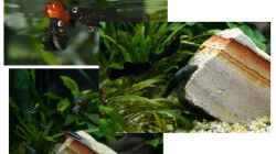 links oben: platy/black - molly rechts: putzer wels - links unten neonslamler