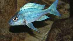 Der Boss: Ophtalmotilapia ventralis (m)