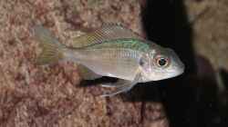 Ophtalmotilapia ventralis Weibchen F1 