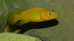 Neolamprologus leleupi