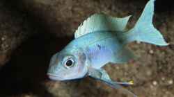 Ophtalmotilapia ventralis Männchen F1: Balzen über einem flachen Stein