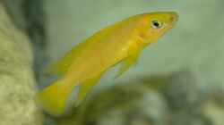 Neolamprologus leleupi
