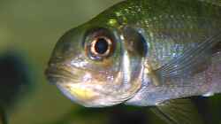 Ophtalmotilapia ventralis mit Eiern im Maul (25.07.2008)