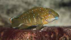 Eretmodus cyanostictus moba (Männchen), wahrscheinlich ohne Eier im Maul