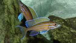 Paracyprichromis nigripinnis blue neon 