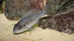 Ophtalmotilapia ventralis Weibchen F1 (28.03.2010)