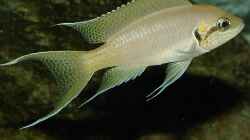 Neolamprologus brichardi, leider nach 9 (!) Jahren gestorben.