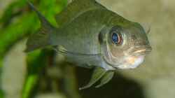 Ophtalmotilapia ventralis mit Eiern im Maul (25.07.2008)