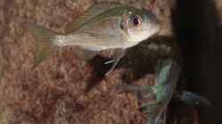 Ophtalmotilapia ventralis Weibchen F1 wird angebalzt
