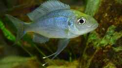 Ophtalmotilapia ventralis ´orange cap´ 