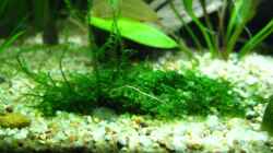 Pflanzen im Aquarium Becken 7584