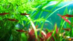Boraras brigittae