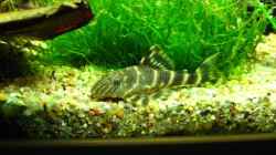 Peckoltia vittata