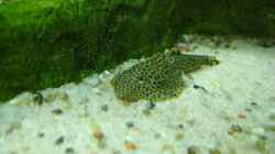 Besatz im Aquarium Becken 7584