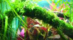 Aquarium Becken 7584