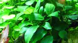 Anubia barteri var. nana